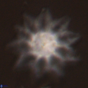 Discoaster splendidus 58262