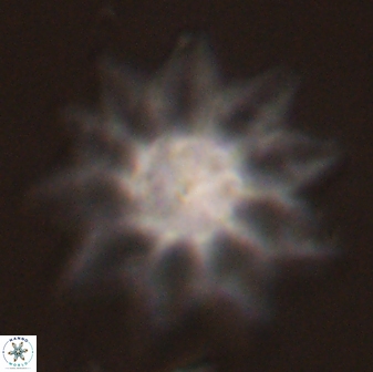 Discoaster splendidus 58262
