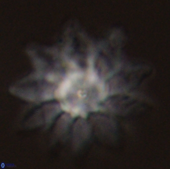 Discoaster splendidus 58267