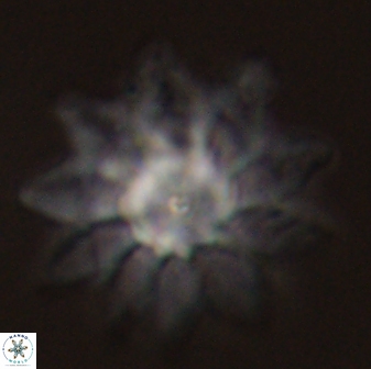 Discoaster splendidus 58267