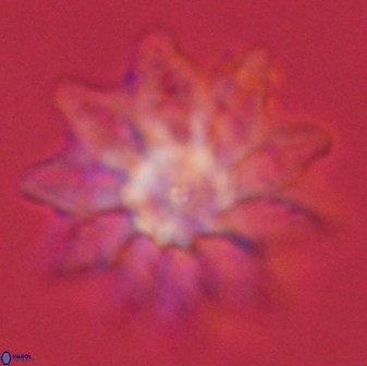 Discoaster splendidus 58268