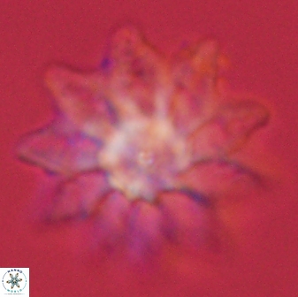 Discoaster splendidus 58268