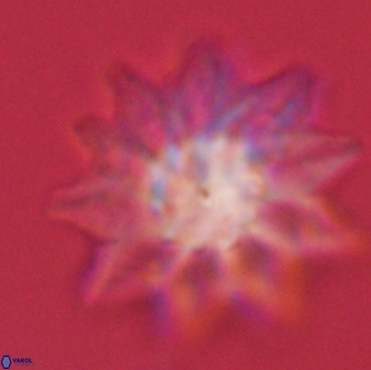Discoaster splendidus 58269