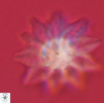 Discoaster splendidus 58269