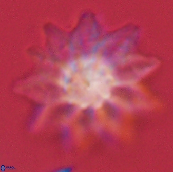 Discoaster splendidus 58270