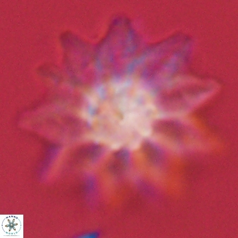 Discoaster splendidus 58270