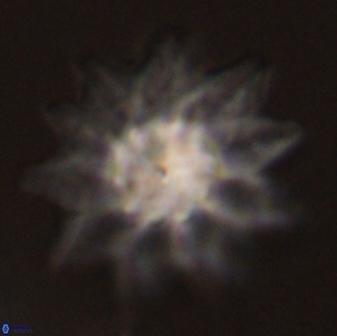Discoaster splendidus 58271