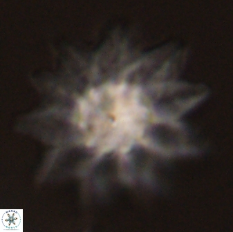 Discoaster splendidus 58271