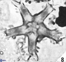 Discoaster wilcoxonii VR 027250