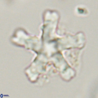 Discoaster tanii VR 32763