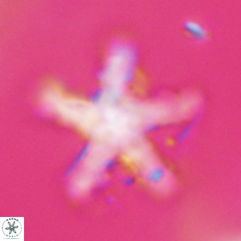 Discoaster tanii VR 32771