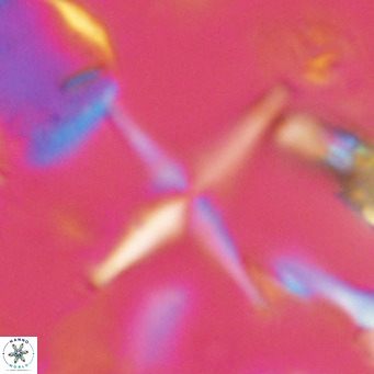Discoaster tesseracheria VR 07683