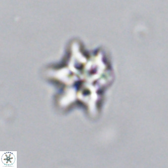 Discoaster tokerae VR 19993