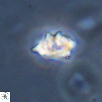 Discoaster tokerae VR 19997