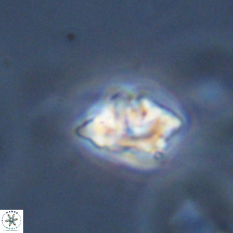 Discoaster tokerae VR 19998