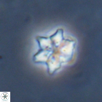 Discoaster tokerae VR 19999