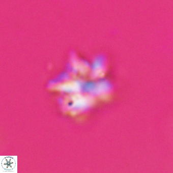 Discoaster tokerae VR 20007