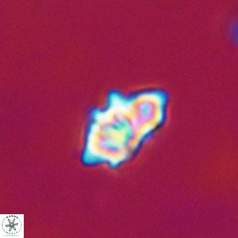 Discoaster tokerae VR 20011