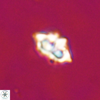 Discoaster tokerae VR 20015
