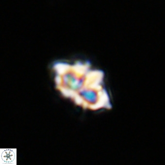 Discoaster tokerae VR 20016