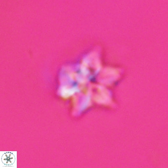 Discoaster tokerae VR 20019