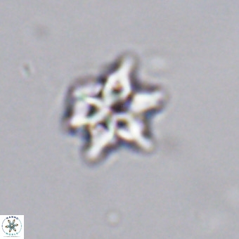 Discoaster tokerae VR 20024