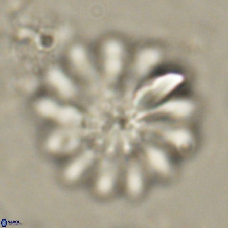 Discoaster tortinodosus 60721