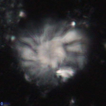 Discoaster tortinodosus 60729