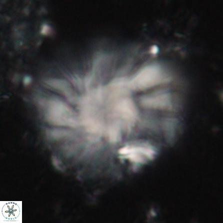 Discoaster tortinodosus 60729