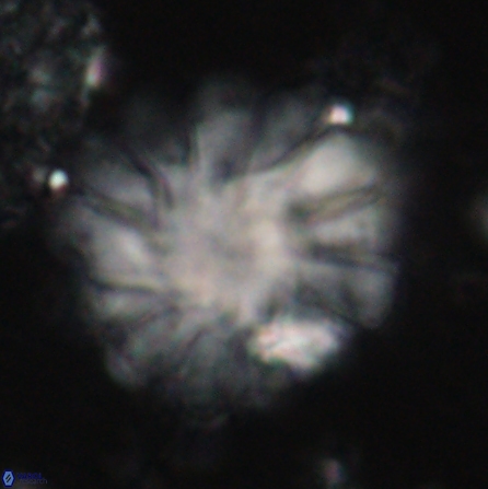 Discoaster tortinodosus 60730