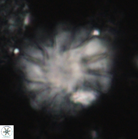 Discoaster tortinodosus 60730