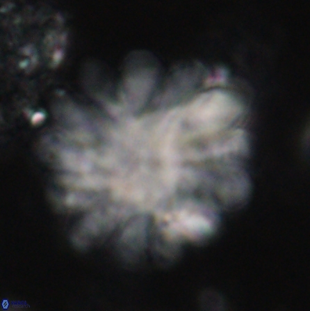 Discoaster tortinodosus 60733