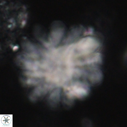 Discoaster tortinodosus 60733