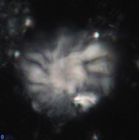 Discoaster tortinodosus 60734