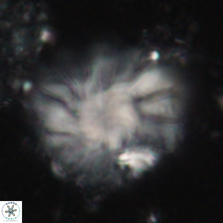 Discoaster tortinodosus 60734