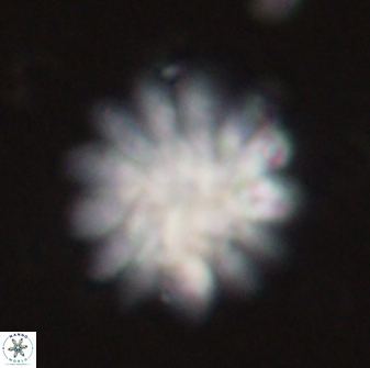 Discoaster tortinodosus 60844