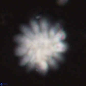 Discoaster tortinodosus 60846
