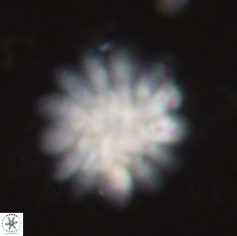 Discoaster tortinodosus 60846