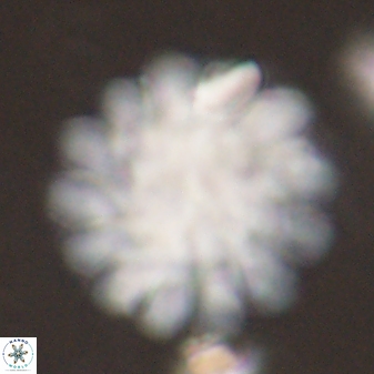 Discoaster tortinodosus 60989