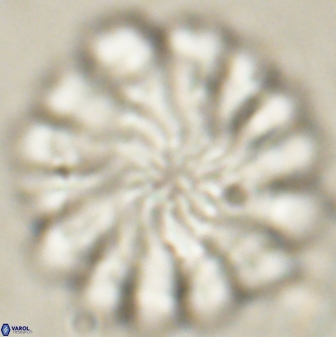 Discoaster tortinodosus 60924