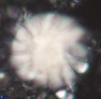 Discoaster tortinodosus 61065