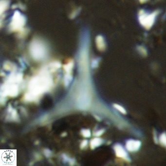 Discoaster triradiatus VR 06218