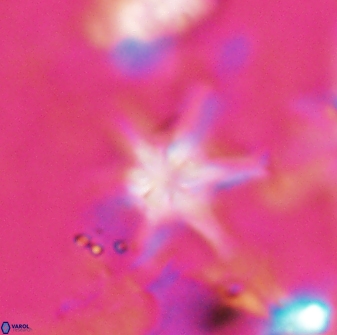 Discoaster vandekampiorum 27278