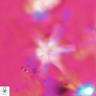 Discoaster vandekampiorum 27278