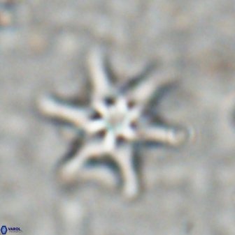 Discoaster vandekampiorum 27328