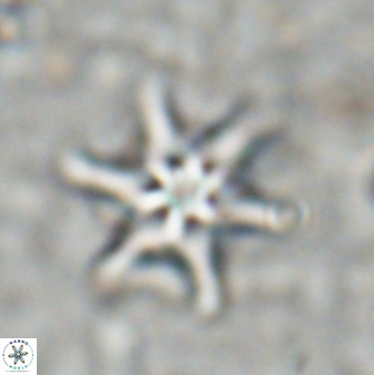 Discoaster vandekampiorum 27328