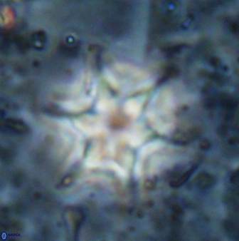 Discoaster vandekampiorum 27334