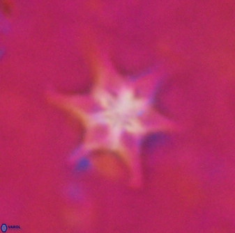 Discoaster vandekampiorum 27335