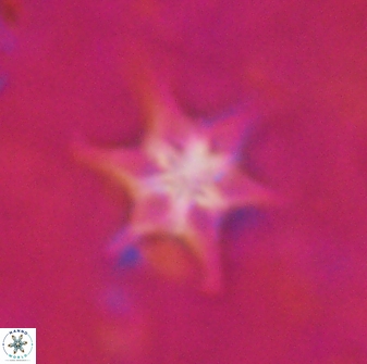 Discoaster vandekampiorum 27335
