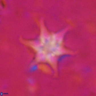 Discoaster vandekampiorum 27337